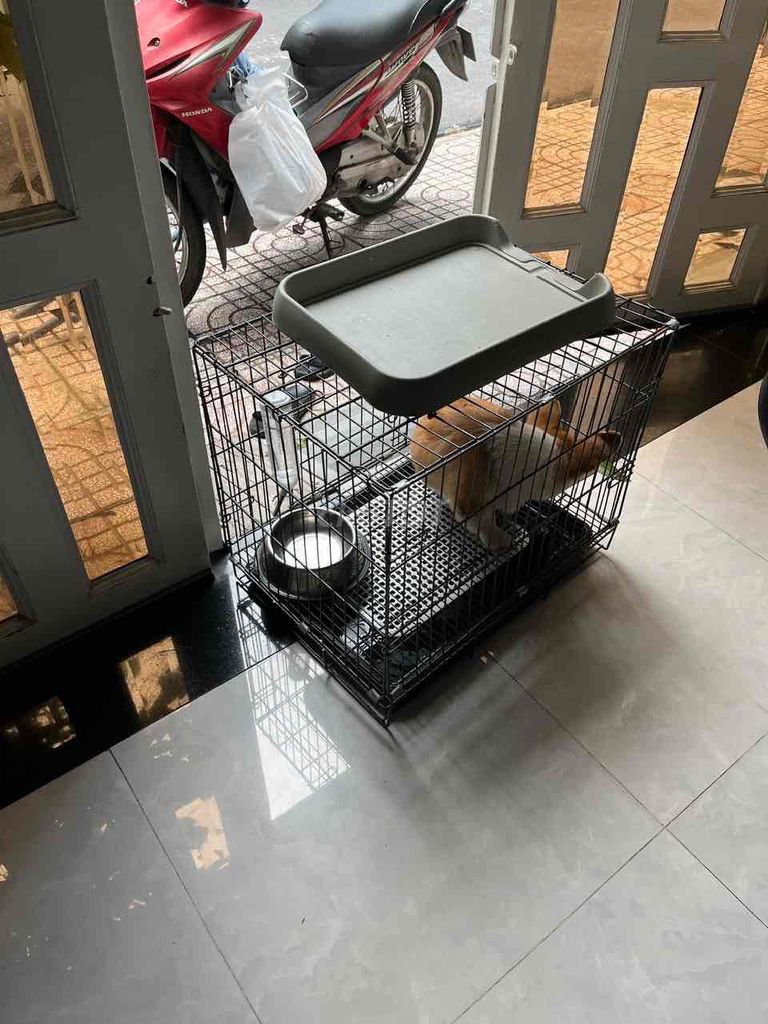 Cần bán corgi cái 🐶dưới 1 năm tuổi. Mua bán Chó tại Thành phố Thuận An Bình Dương được đăng bởi Tùng Nguyễn hình 4