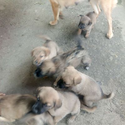 Chó con màu Nâu Đực và cái