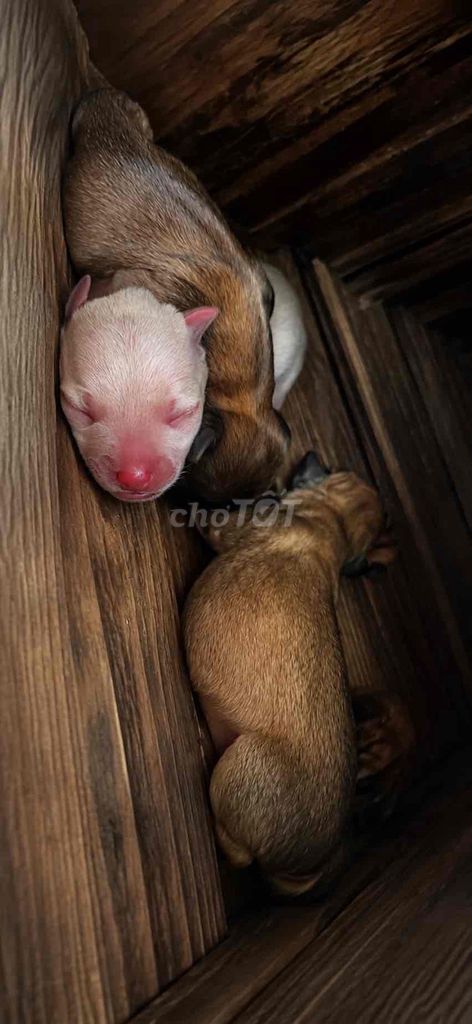RAO BÁN – NHẬN ĐẶT GẠCH CÚN PHỐC HƯƠU THUẦN CHỦNG. Mua bán Chó tại Quận Ba Đình Hà Nội được đăng bởi Nguyễn Minh Thành hình 1