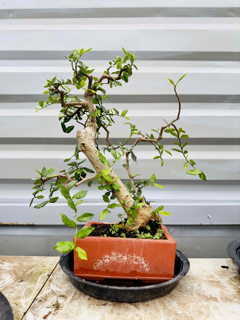 Duối mini. Mua bán Cây cảnh, đồ trang trí tại Thị xã Phú Mỹ Bà Rịa - Vũng Tàu được đăng bởi Ghiền Bonsai hình 1
