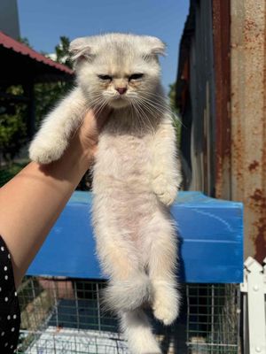 Mèo Anh lông ngắn đực tai cụp