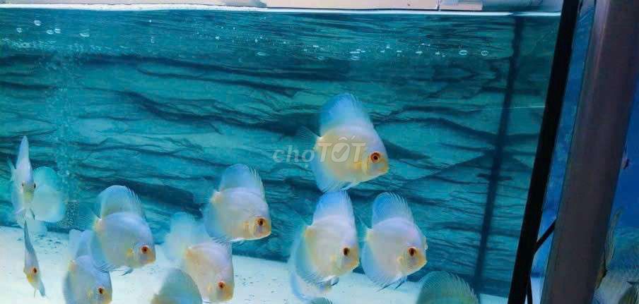 Cá dĩa Mini Nhiều màu. Mua bán Thú cưng khác tại Quận Tân Bình Tp Hồ Chí Minh được đăng bởi Cá dĩa Như Ý hình 1