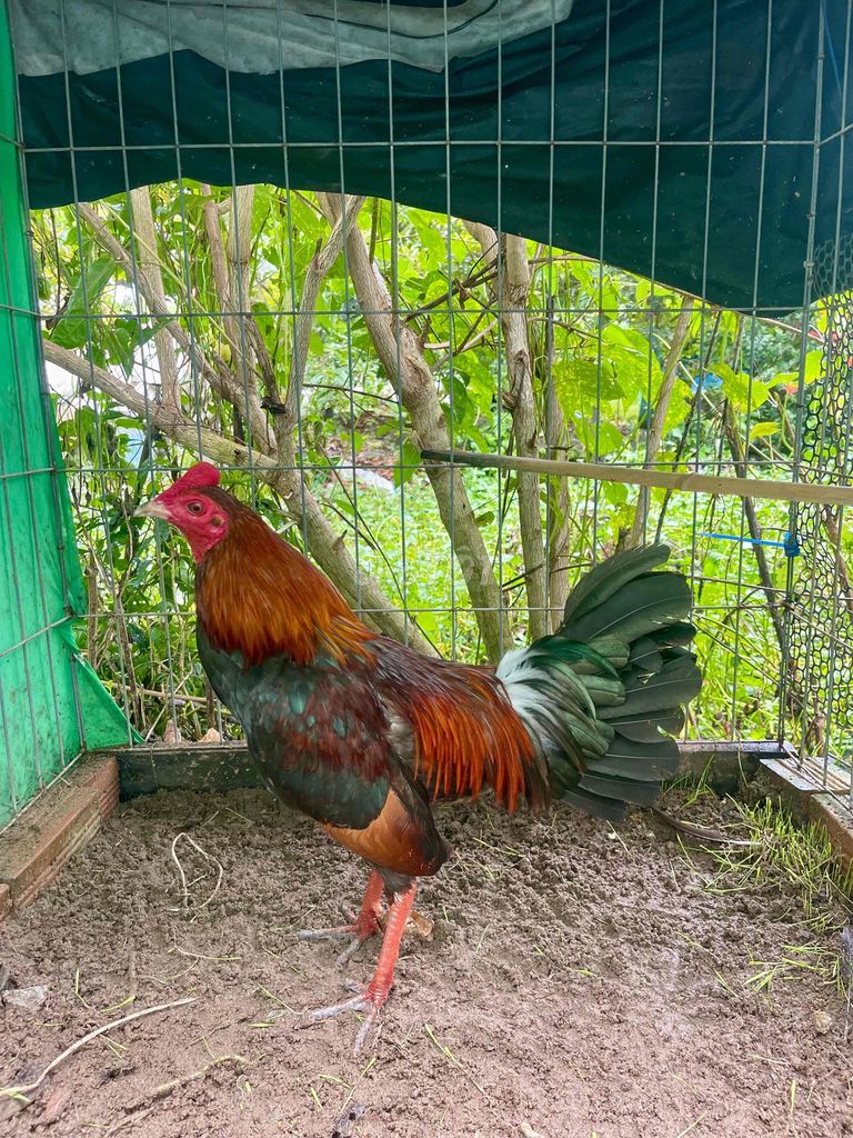 cặp 1k2 900k. Mua bán Gà tại Huyện Thủ Thừa Long An được đăng bởi Thanh Khang hình 1