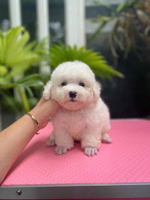 chó POODLE Tyni chân lùn chó nhà ss thuần