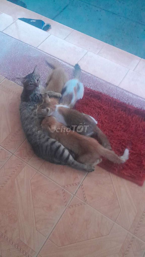 Mèo ta mèo con cái. Mua bán Mèo tại Thành phố Dĩ An Bình Dương được đăng bởi Sơn Thành hình 1