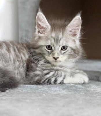 Mèo Maine Coon đực Silver tabby