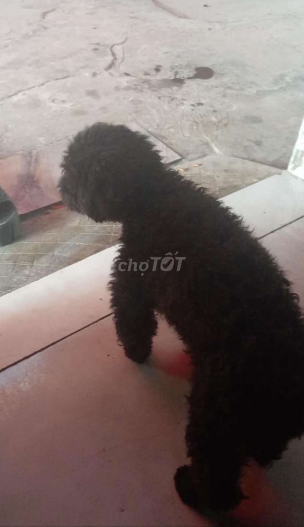 Bé gái poodle gốc còn tơ 7 tháng tuổi