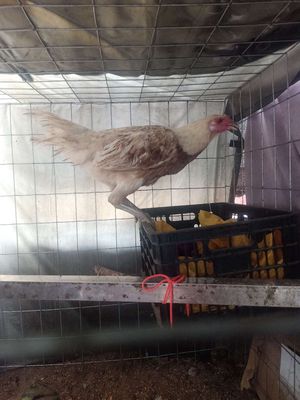 Việt Mỹ 2kg5 chân đại giáp phủ điạ 2 chân gl. Mua bán Gà tại Quận Bình Thuỷ Cần Thơ được đăng bởi Phương hoàng
