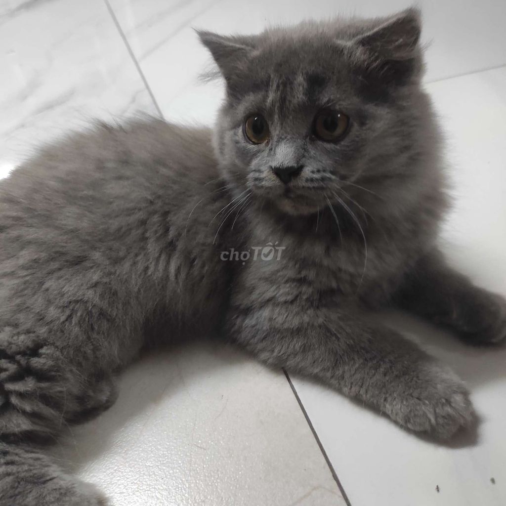 Mèo Anh lông dài Xám 3 tháng. Mua bán Mèo tại Quận Tây Hồ Hà Nội được đăng bởi Phạm Thùy Chi hình 1
