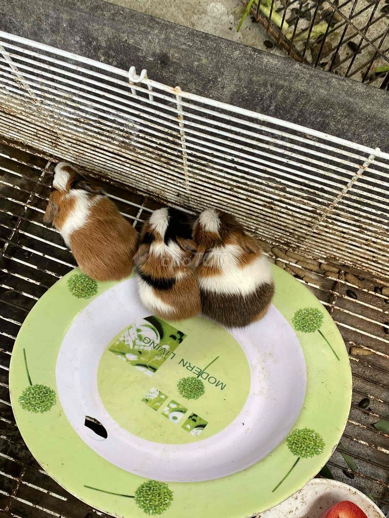 Chuột lang nhiều màu 1 tháng tuổi. Mua bán Thú cưng khác tại Huyện Hòa Vang Đà Nẵng được đăng bởi anh đào hình 1