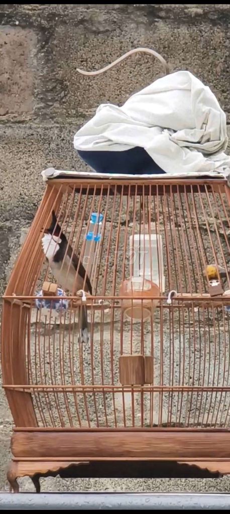 siêu phẩm ngoái ở nhà lên dàn ko bị. Mua bán Chim tại Quận 12 Tp Hồ Chí Minh được đăng bởi vo van khánh hình 1