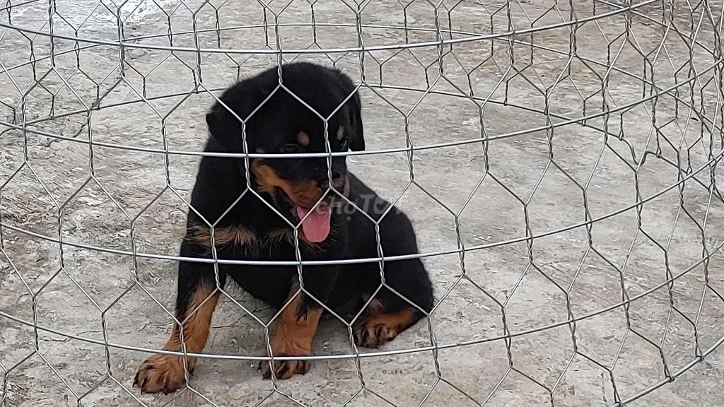 Rottweiler Cha Mẹ Giấy Vka