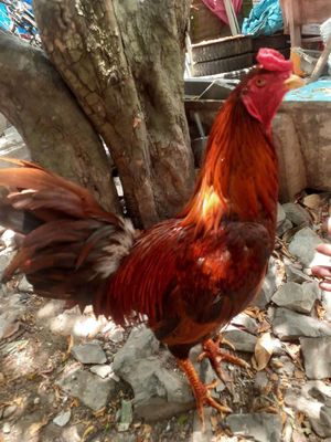 Ga khet 3kg long moi tay dử.. Mua bán Gà tại Quận Ninh Kiều Cần Thơ được đăng bởi thịnh Nguyễn 