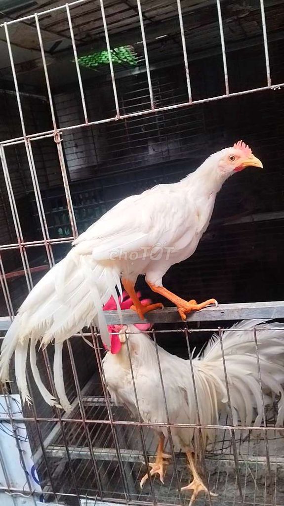 Gà cảnh Onagadori Trắng trống. Mua bán Gà tại Huyện Đông Anh Hà Nội được đăng bởi Trại Gà Hà Nội hình 1