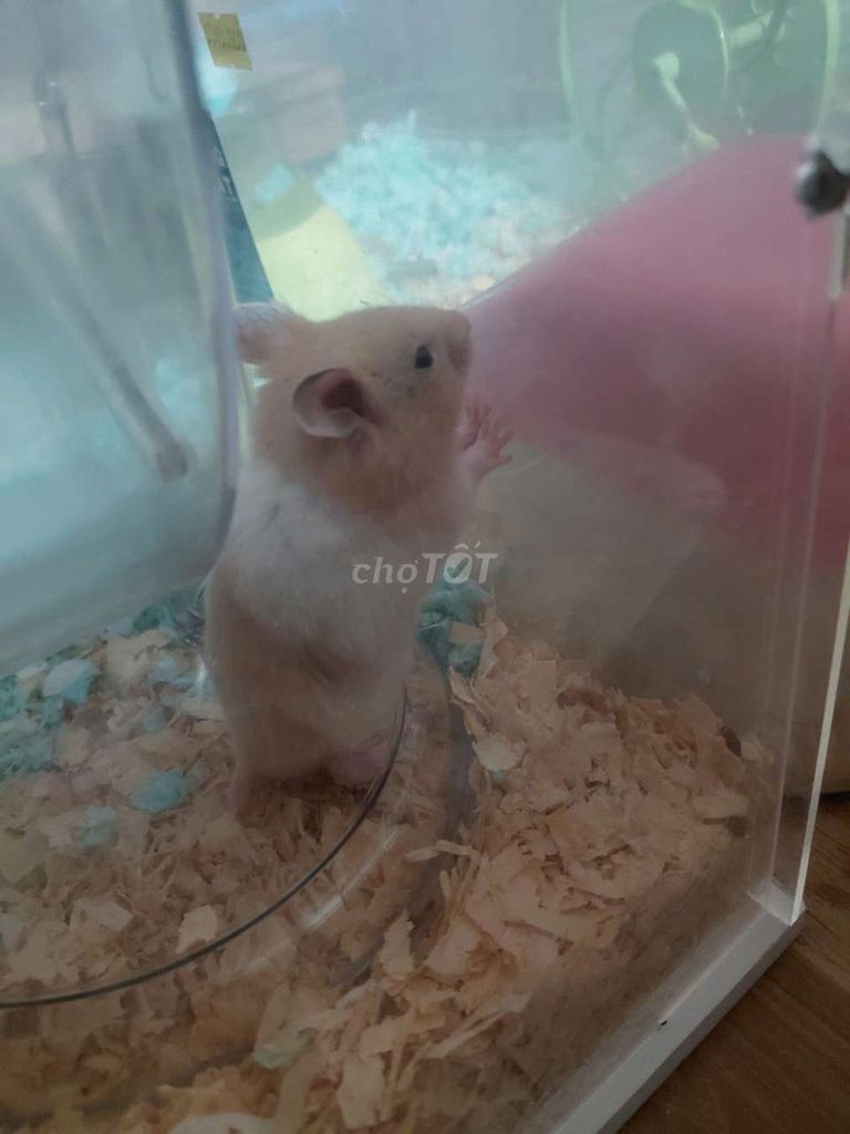 Chuột Hamster Bear Vàng trắng đực 1 tháng. Mua bán Thú cưng khác tại Quận 10 Tp Hồ Chí Minh được đăng bởi Kim Duyen hình 1