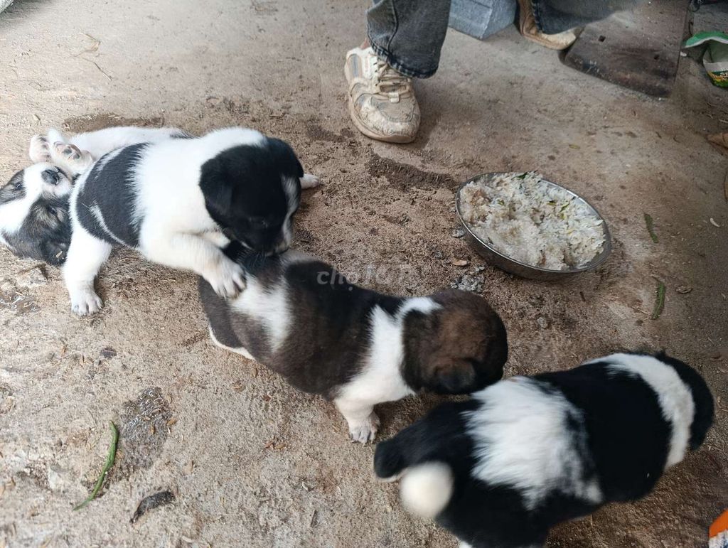 mấy ẻm bò sữa.. Mua bán Chó tại Thành phố Buôn Ma Thuột Đắk Lắk được đăng bởi tran huyen hình 1