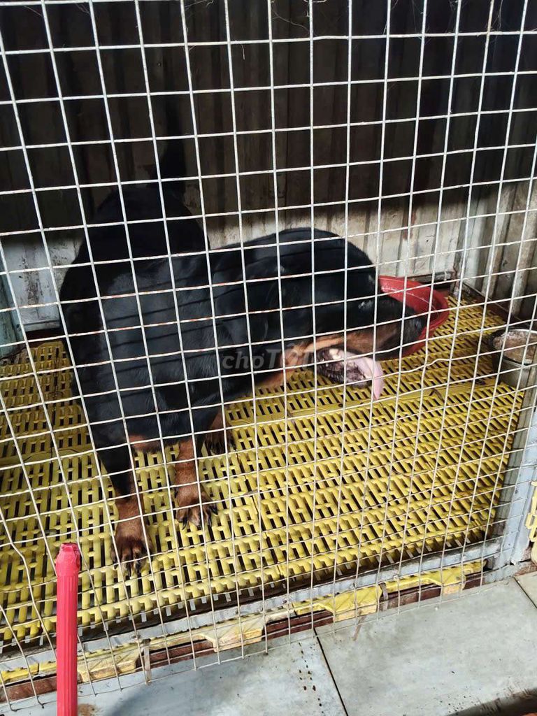 chó Rottweiler cái 3 tuổi thuần chủng. Mua bán Chó tại Thị xã Bến Cát Bình Dương được đăng bởi Malinois bình dương  hình 6