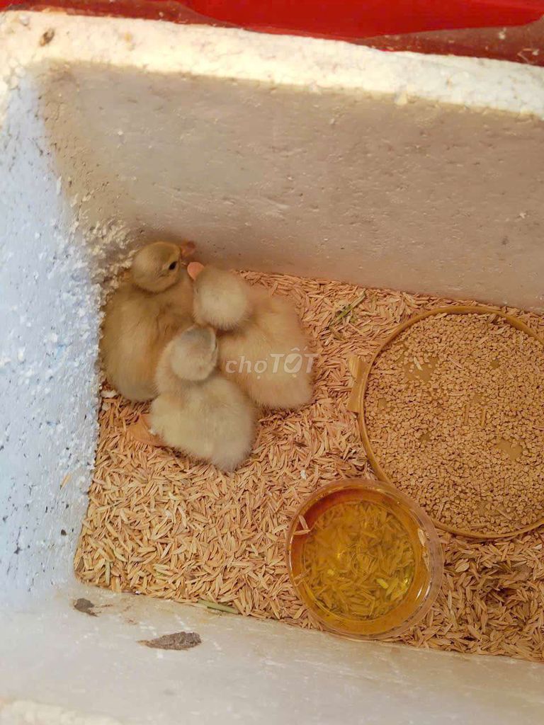 Vịt Callduck con non vàng nhạt. Mua bán Thú cưng khác tại Huyện Mỏ Cày Nam Bến Tre được đăng bởi Trung Hiếu hình 1