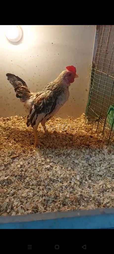 Trống Chuối Tre Bắc. Mua bán Gà tại Quận 4 Tp Hồ Chí Minh được đăng bởi Tuyền Trương hình 1