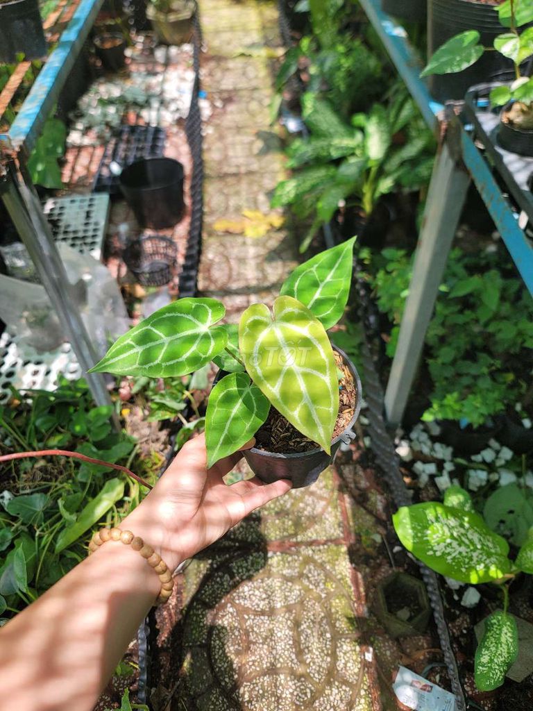 Cây cảnh Anthurium . Mua bán Cây cảnh, đồ trang trí tại Quận Cái Răng Cần Thơ được đăng bởi gia dụng rẻ  hình 1