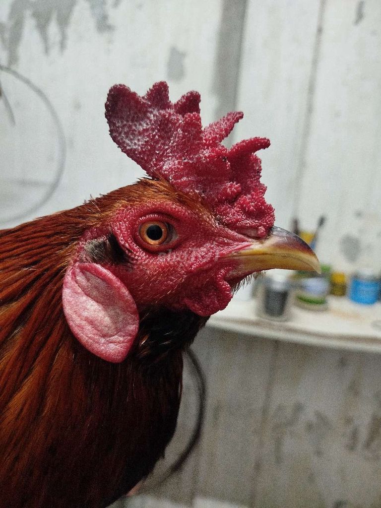 Gà nòi 3,1kg Đực Nâu đỏ. Mua bán Gà tại Huyện Châu Thành Tiền Giang được đăng bởi Nam hình 1