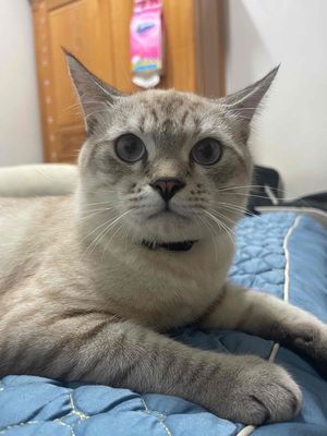 Mèo nhà Trắng xám tên Mít