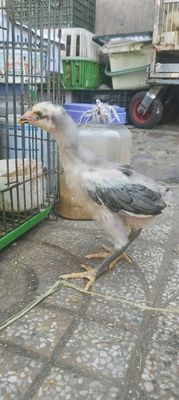 Gà đòn rặc giống nuôi kiểng hoặc đá. Mua bán Gà tại Quận 11 Tp Hồ Chí Minh được đăng bởi phuong kim huong