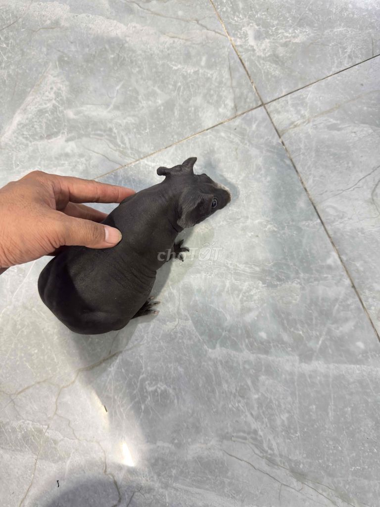 Chuột lang không lông dễ thương. Mua bán Thú cưng khác tại Huyện Củ Chi Tp Hồ Chí Minh được đăng bởi Nguyễn Ngọc Thạch hình 1