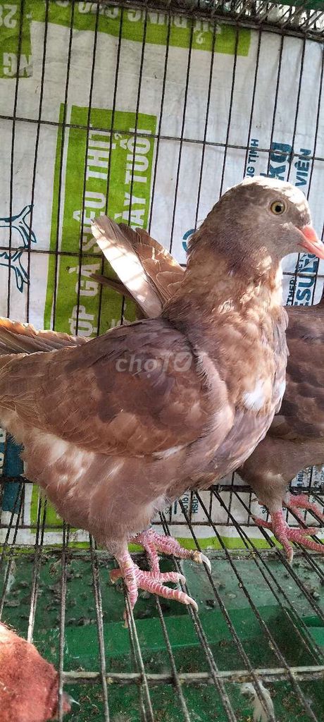 gà mỹ đỏ đẹp . Mua bán Chim tại Huyện Cái Bè Tiền Giang được đăng bởi Đoàn Tới hình 1