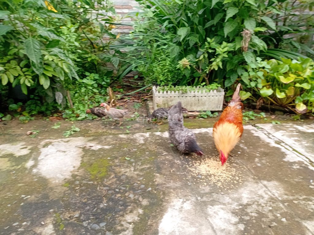 Gà tre kiểng trống 1 trống, 4 con. Mua bán Gà tại Thành phố Mỹ Tho Tiền Giang được đăng bởi Dong Thanh Van hình 1