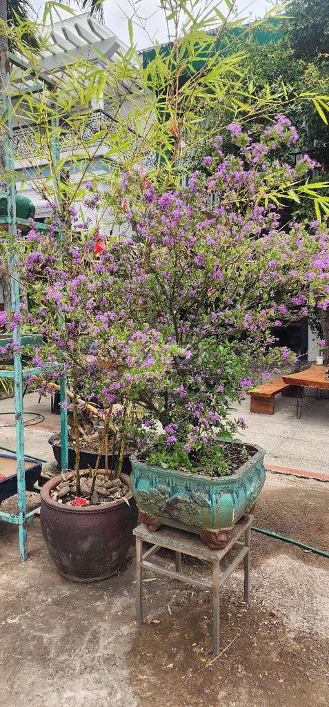 Lịnh Sam Bonsai. Mua bán Cây cảnh, đồ trang trí tại Thành phố Thủ Đức Tp Hồ Chí Minh được đăng bởi Art Green hình 1