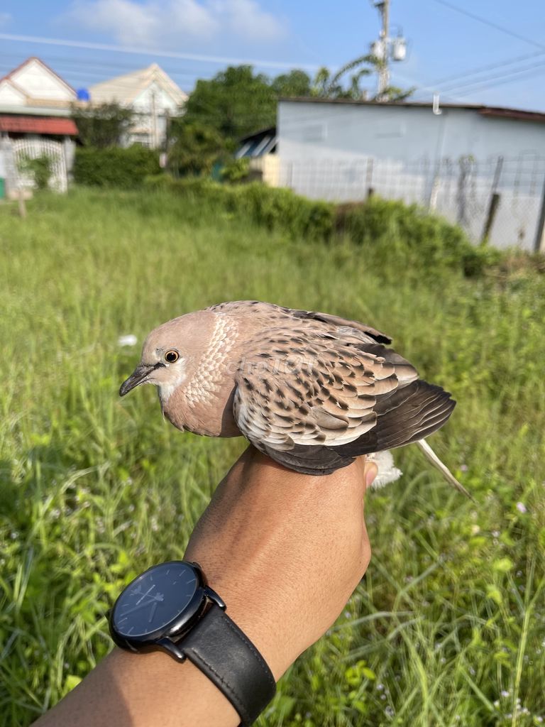 Cu thái sẩy