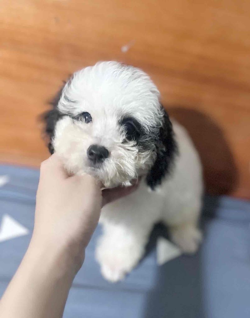 ❤️ POODLE CÁI TRẮNG PARTY BÒ SỮA SIZE TINY ❤️. Mua bán Chó tại Huyện Hóc Môn Tp Hồ Chí Minh được đăng bởi Chang hình 3