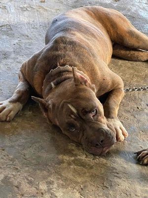 Pitbull Đực Thuần Chủng 12 tháng Tuổi. Mua bán Chó tại Thành phố Tây Ninh Tây Ninh được đăng bởi Phong