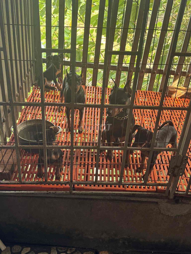 đàn 3 bé xuất chuồn minpin cần bán thuần chủng. Mua bán Chó tại Huyện Gia Bình Bắc Ninh được đăng bởi Tô Thu Hà hình 1