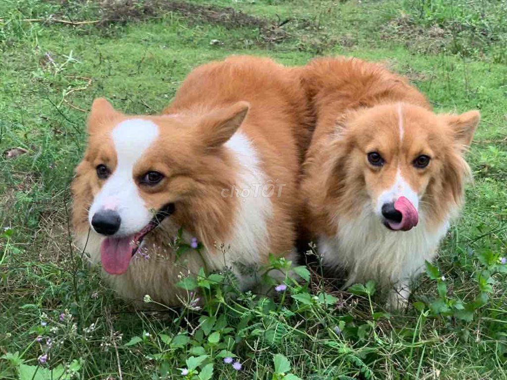 corgi cái Do nhu cầu công việc không thể chăm sóc