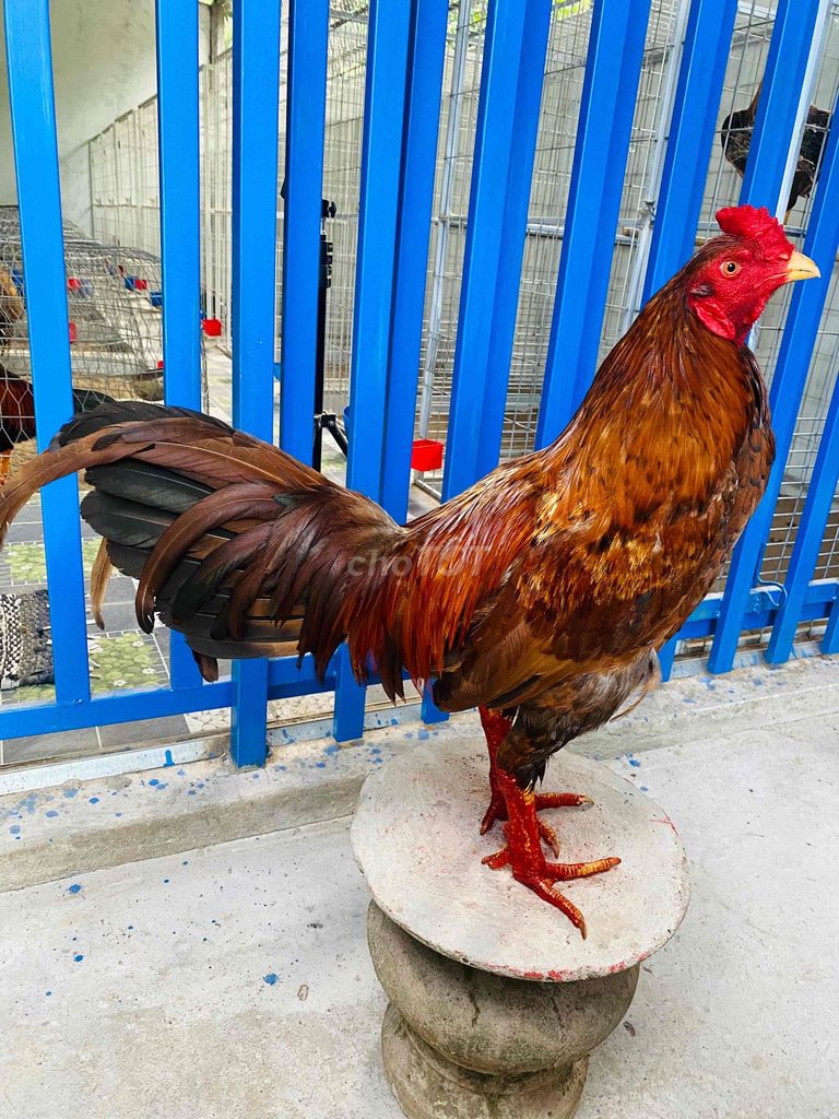 Gà chọi Khét Sil Mỹ 3.2kg. Mua bán Gà tại Huyện Giồng Trôm Bến Tre được đăng bởi Quí Võ hình 1