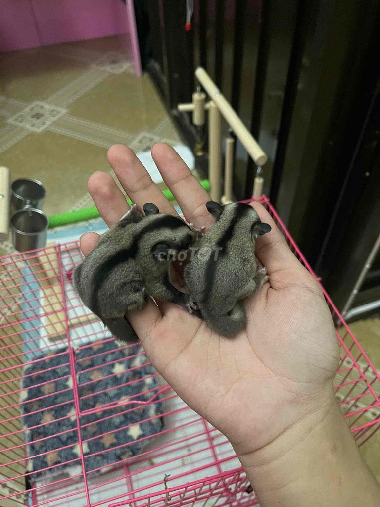 Sóc Bay Úc Normal Size Baby 3-4 tuần. Mua bán Thú cưng khác tại Quận Bình Tân Tp Hồ Chí Minh được đăng bởi Minh Thiện hình 1