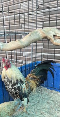 Thanh lí em tre bắc. Mua bán Gà tại Quận Gò Vấp Tp Hồ Chí Minh được đăng bởi Minh Thanh Nguyễn Huỳnh