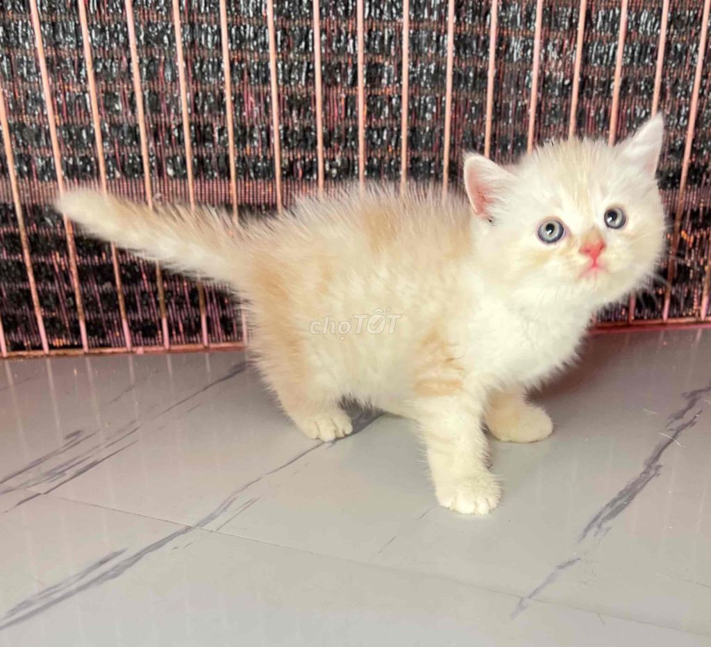 Mèo Vàng Kem Đực. Mua bán Mèo tại Quận 11 Tp Hồ Chí Minh được đăng bởi thuỷ tiên hình 1