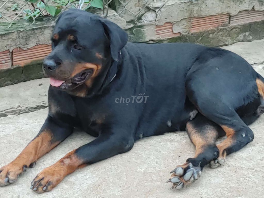 Bán Rottweiler Cái Khủng Long. Mua bán Chó tại Thành phố Thủ Dầu Một Bình Dương được đăng bởi Nhân Rottweiler  hình 6