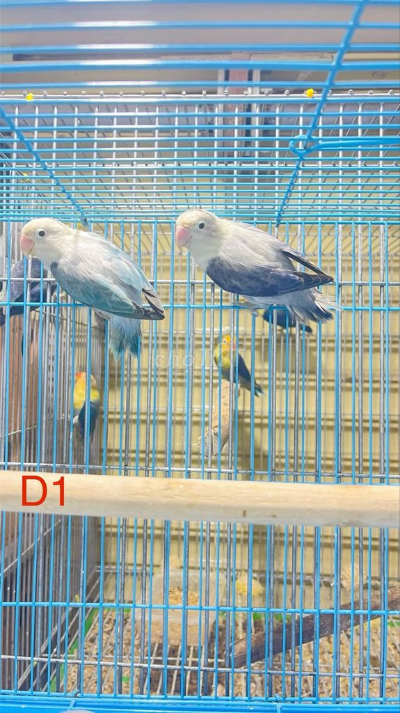 Vài cặp vẹt lovebird và cocktateil