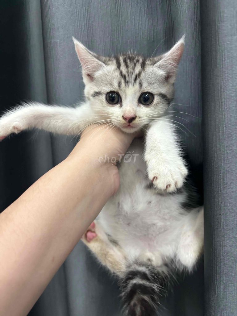 Mèo ta lai Anh chân lùn đực. Mua bán Mèo tại Quận 3 Tp Hồ Chí Minh được đăng bởi Trần Thị Hà Nhi hình 1