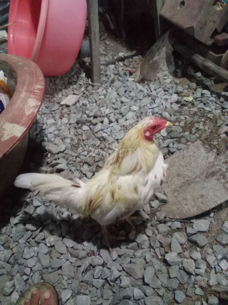 Gà Trống 1.1kg Trắng Vàng. Mua bán Gà tại Huyện Cần Giuộc Long An được đăng bởi Bảo Phạm hình 1