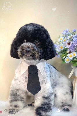 Chó Poodle Tiny đực và cái