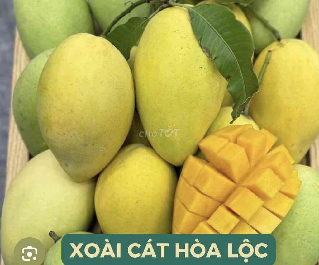 Cây giống Xoài Cát Hòa Lộc. Mua bán Đồ chuyên dụng, Giống nuôi trồng tại Huyện Cái Bè Tiền Giang được đăng bởi Võ Minh Luân hình 1