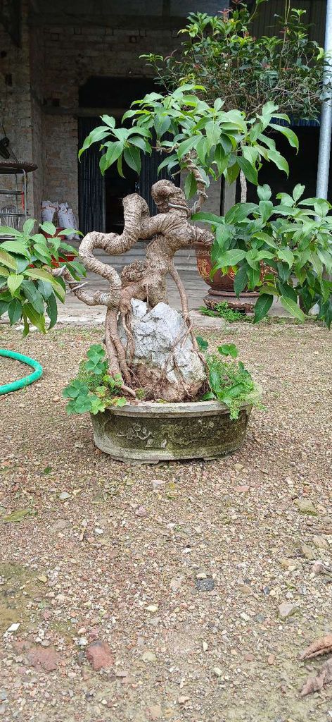 Cây cảnh Bonsai. Mua bán Cây cảnh, đồ trang trí tại Huyện Thuỷ Nguyên Hải Phòng được đăng bởi cuong do hình 1
