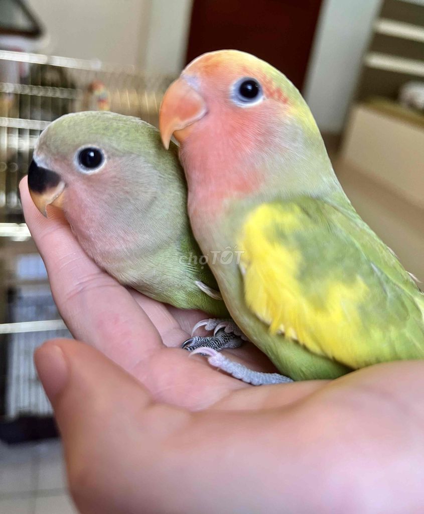 Chim Lovebird 4 tháng Xanh vàng cam. Mua bán Chim tại Quận Hai Bà Trưng Hà Nội được đăng bởi hòa nguyễn hình 1