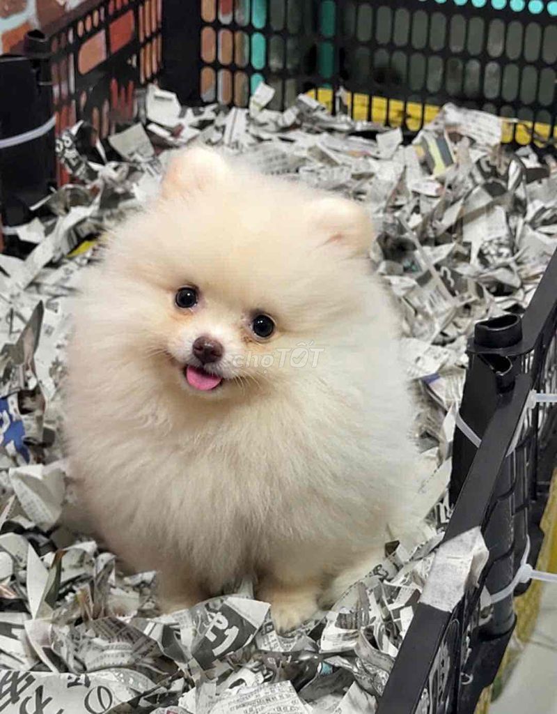Chó Pomeranian Trắng Đen Nâu Thân thiện. Mua bán Chó tại Huyện Bình Chánh Tp Hồ Chí Minh được đăng bởi pom pet sài gòn hình 1