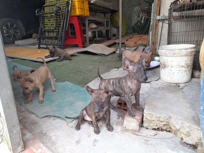 Chó Phú Quốc vàng, vện  2 tháng